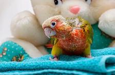 ❤️⭐❤️ Hand raised BABY Conure ❤️ with Cage and Food❤️⭐❤️ - Photo 7