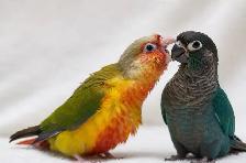 ❤️⭐❤️ Hand raised BABY Conure ❤️ with Cage and Food❤️⭐❤️ - Photo 8