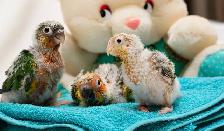 ❤️⭐❤️ Hand raised BABY Conure ❤️ with Cage and Food❤️⭐❤️ - Photo 9