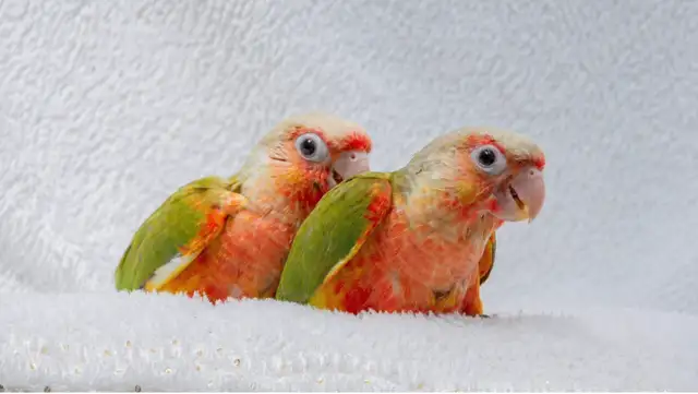 ❤️⭐❤️ Beautiful BABY Conure ❤️ with Cage and Food❤️⭐❤️