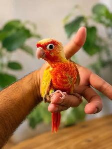 ❤️⭐❤️ Beautiful BABY Conure ❤️ with Cage and Food❤️⭐❤️ - Photo 2