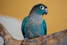❤️⭐❤️ Beautiful BABY Conure ❤️ with Cage and Food❤️⭐❤️ - Photo 3