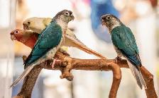 ❤️⭐❤️ Beautiful BABY Conure ❤️ with Cage and Food❤️⭐❤️ - Photo 8