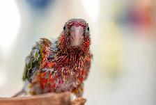 ❤️⭐❤️ Beautiful BABY Conure ❤️ with Cage and Food❤️⭐❤️ - Photo 9