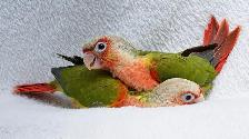 ❤️⭐❤️ Beautiful BABY Conure ❤️ with Cage and Food❤️⭐❤️ - Photo 10