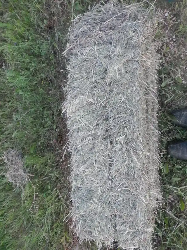 alfalfa or grass hay
