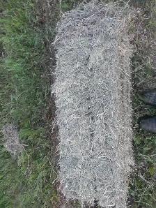 alfalfa or grass hay