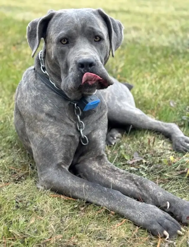 Cane Corso