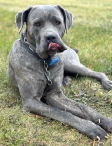 Cane Corso