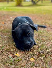 Cane Corso - Photo 2
