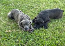 Cane Corso - Photo 3