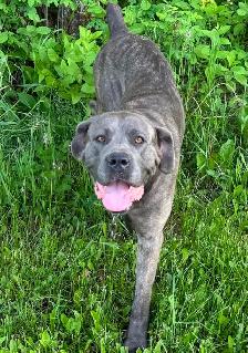 Cane Corso - Photo 4