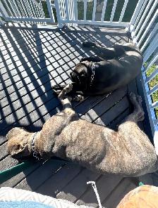 Cane Corso - Photo 5