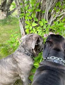 Cane Corso - Photo 6