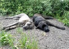 Cane Corso - Photo 7