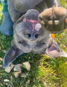 Cane Corso - Photo 8