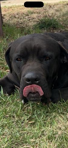 Cane Corso - Photo 9