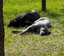 Cane Corso - Photo 10