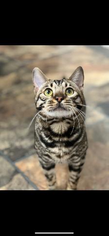 Bengals Bengals Bengals