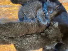 Five kittens - Photo 5