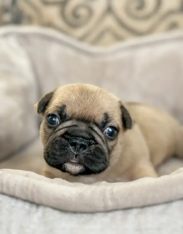 CKC Registered French Bulldogs