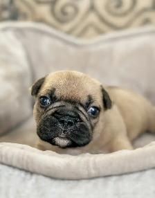 CKC Registered French Bulldogs