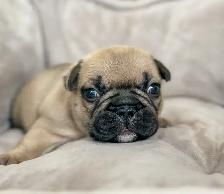 CKC Registered French Bulldogs - Photo 2
