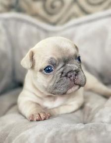 CKC Registered French Bulldogs - Photo 3