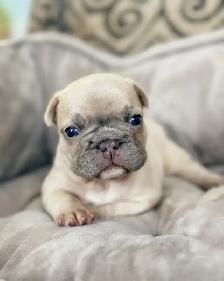 CKC Registered French Bulldogs - Photo 4