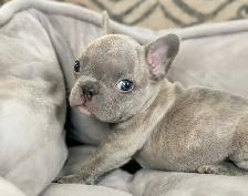 CKC Registered French Bulldogs - Photo 5