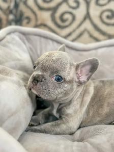 CKC Registered French Bulldogs - Photo 6