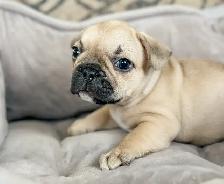 CKC Registered French Bulldogs - Photo 7