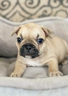 CKC Registered French Bulldogs - Photo 8