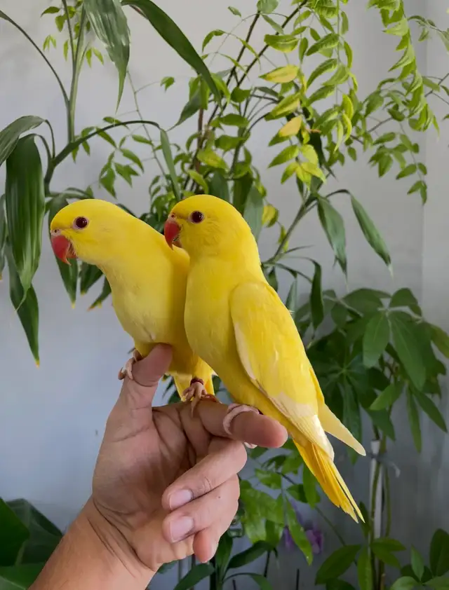 Indian ringneck parrot babies (Yellow/Lutino)