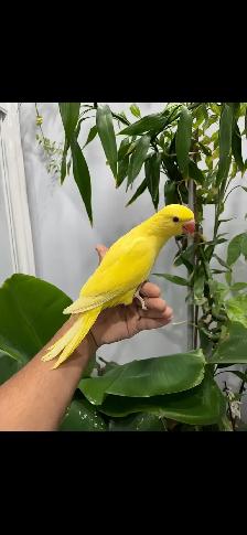 Indian ringneck parrot babies (Yellow/Lutino) - Photo 3