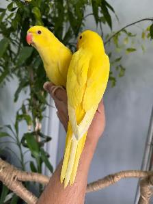 Indian ringneck parrot babies (Yellow/Lutino) - Photo 4