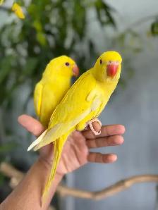 Indian ringneck parrot babies (Yellow/Lutino) - Photo 5