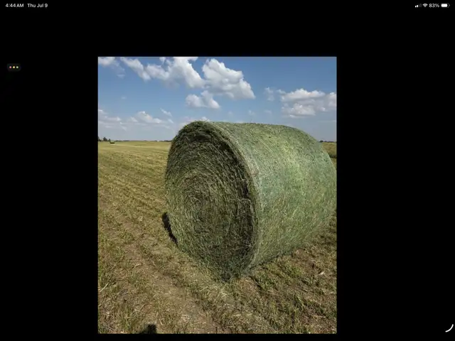 alfalfa round bale