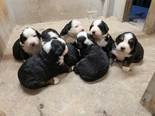 Purebred Bernese Mountain Dog Puppies