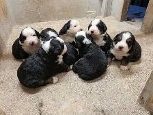 Purebred Bernese Mountain Dog Puppies