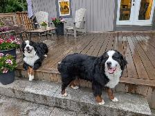 Purebred Bernese Mountain Dog Puppies - Photo 2