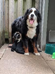 Purebred Bernese Mountain Dog Puppies - Photo 3
