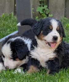 Purebred Bernese Mountain Dog Puppies - Photo 4