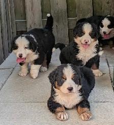 Purebred Bernese Mountain Dog Puppies - Photo 5