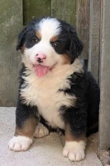 Purebred Bernese Mountain Dog Puppies - Photo 6