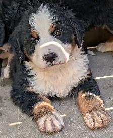 Purebred Bernese Mountain Dog Puppies - Photo 7