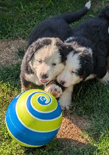 Purebred Bernese Mountain Dog Puppies - Photo 8