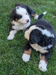 Purebred Bernese Mountain Dog Puppies - Photo 9