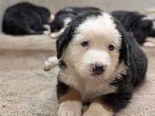 Purebred Bernese Mountain Dog Puppies - Photo 10