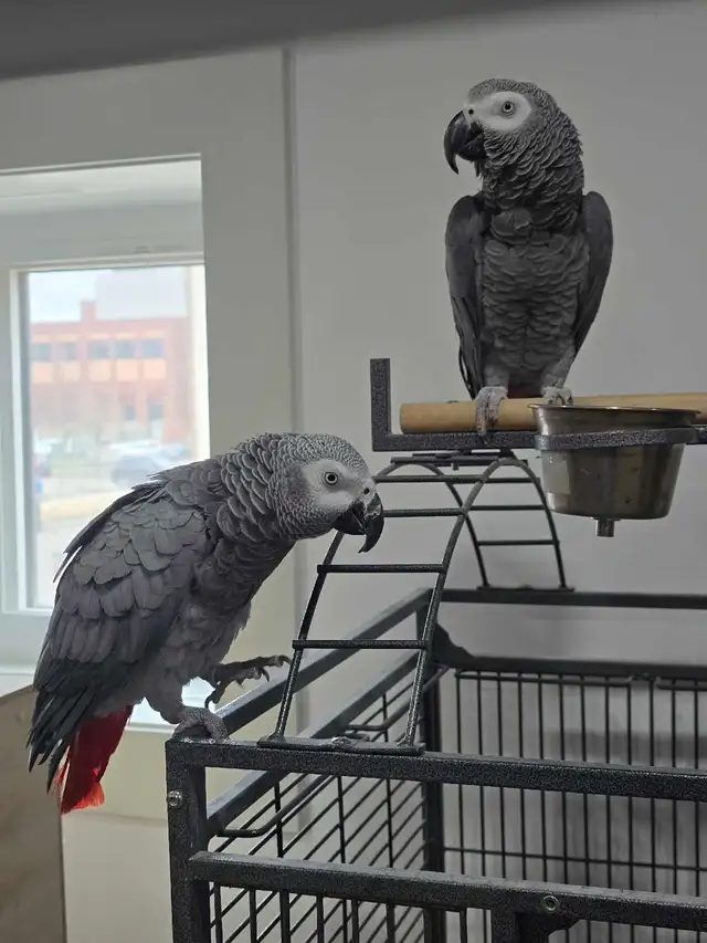 African Grey & Amazons